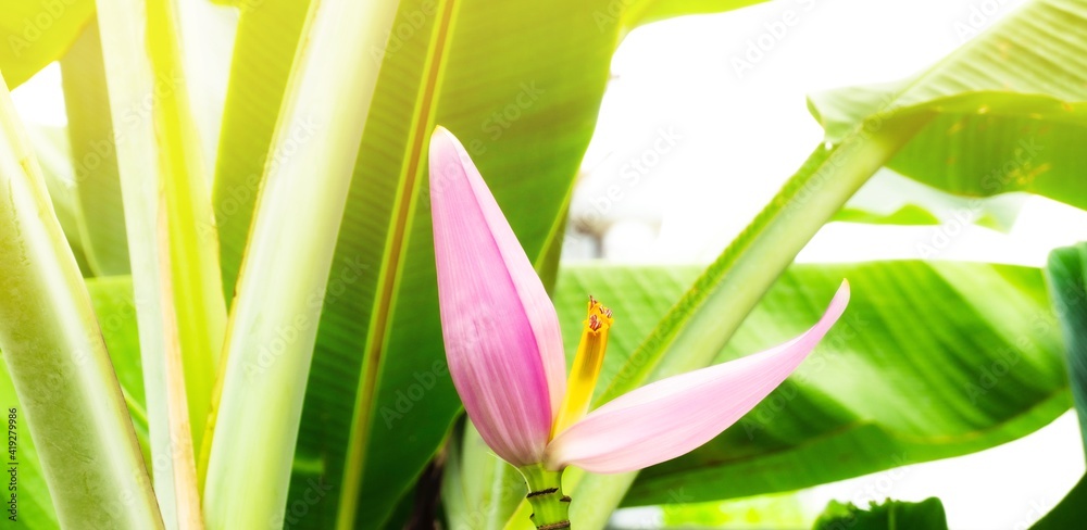 Fototapeta premium Close up of Rain Lily flowers in the garden