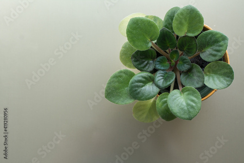 African Violet plant from above with copy space around it photo