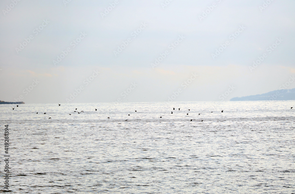 海上を飛ぶ鴨の群れ