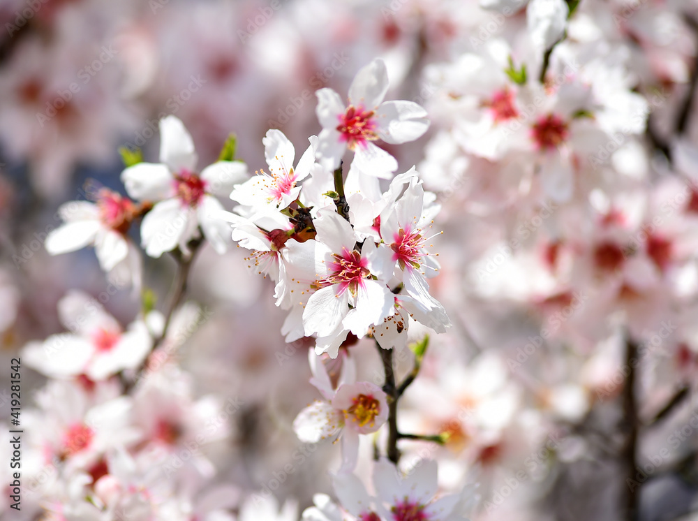 almond flower in spring 