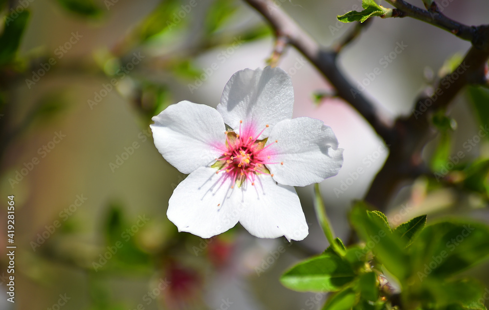 Fototapeta premium almond flower in spring 