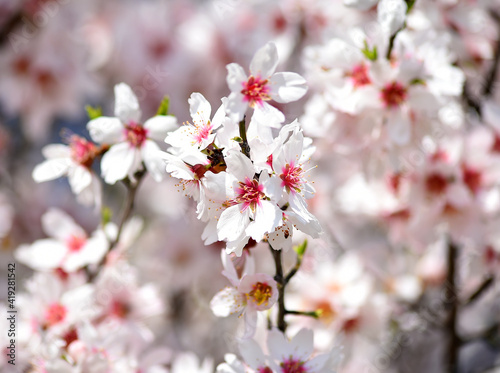 almond flower in spring 