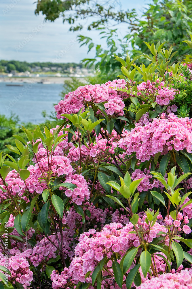 Obraz premium Mountain Laurel, Annisquam, Massachusetts, USA.