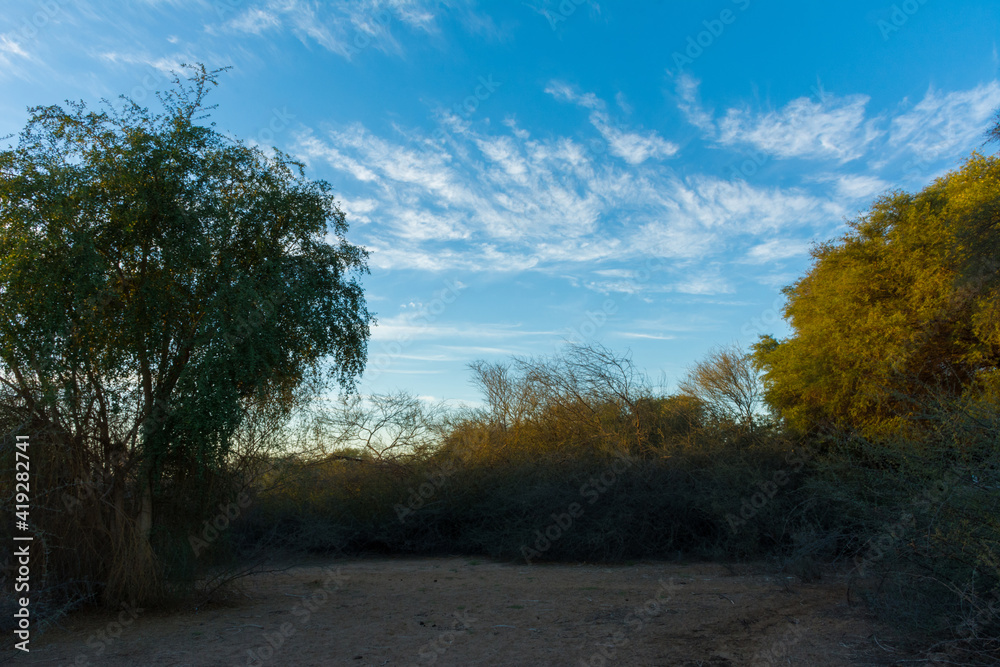 Fototapeta premium arabian landscape