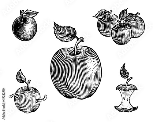 Apples, vector illustration. Vintage graphics and handwork. Drawing with an ink pen and pencil. The Apples with leaves, big apple, apple with a worm, apple core. A collection of fruits and berries.