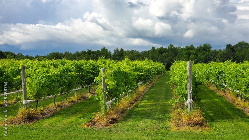 Obraz premium vineyard