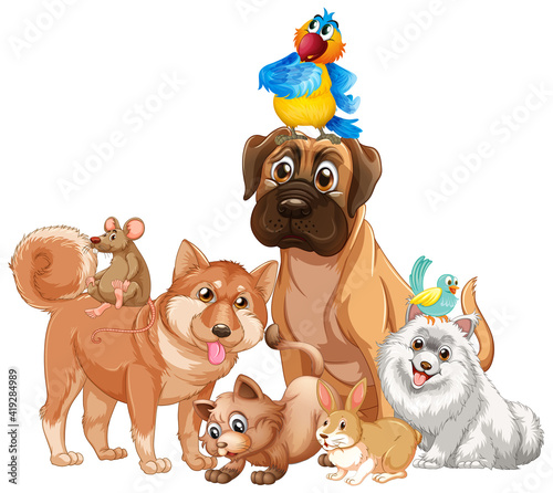 Group of pet on white background