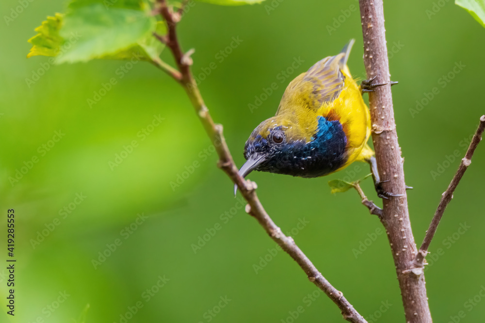 beautiful Olive-backed sunbird perched on twig beautiful Olive-backed sunbird perched on twig