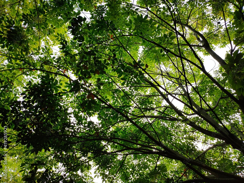 Fototapeta premium green leaves background