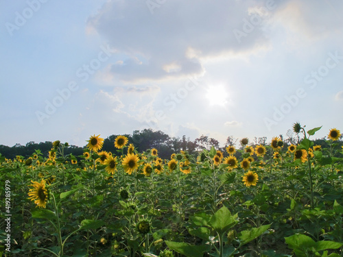 광교호수공원 해바라기 photo