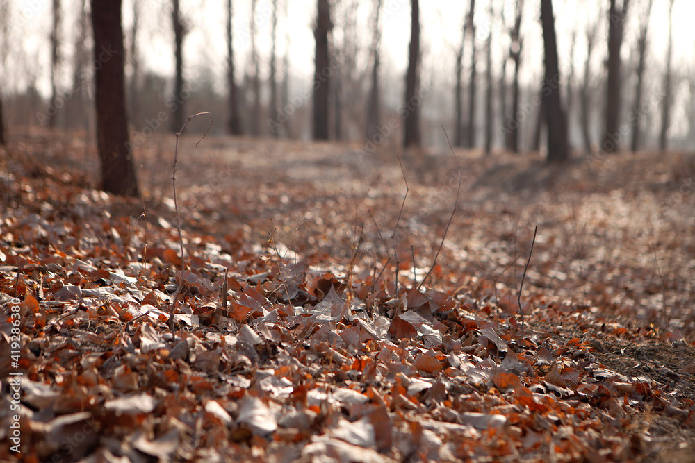 Leaves in the park Leaves in the park
