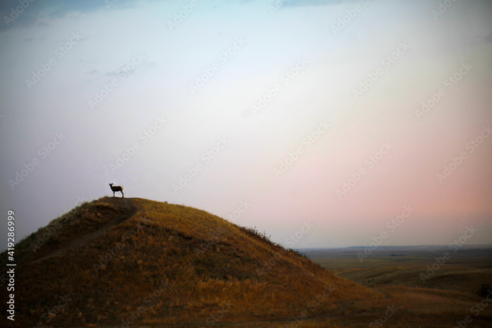 Fototapeta premium Goat on a Hill