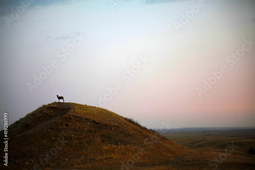 Goat on a Hill