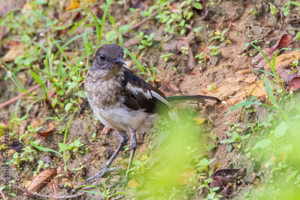 beautiful oriental-magpie robin in nature beautiful oriental-magpie robin in nature