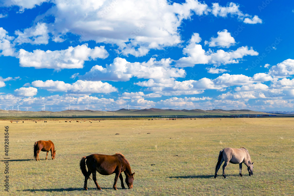 Fototapeta premium horse in pasture grassland of inner mongolia with cloudy sky