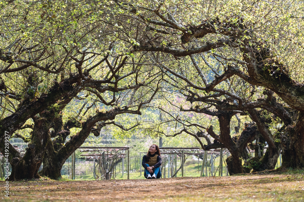 Portrait image of a beautiful young asian woman sitting and looking at an apricot flower in the park Portrait image of a beautiful young asian woman sitting and looking at an apricot flower in the park