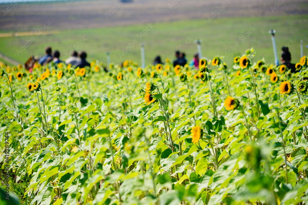 Fototapeta premium A modern you pick sunflower farm