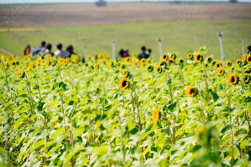 A sun flower field in modern sunflower farm 