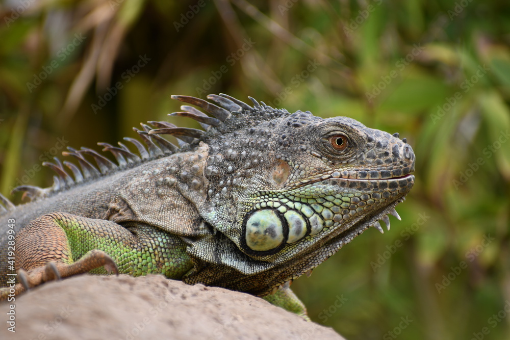 Iguana Mexicana del caribe mexicano Iguana Mexicana del caribe mexicano
