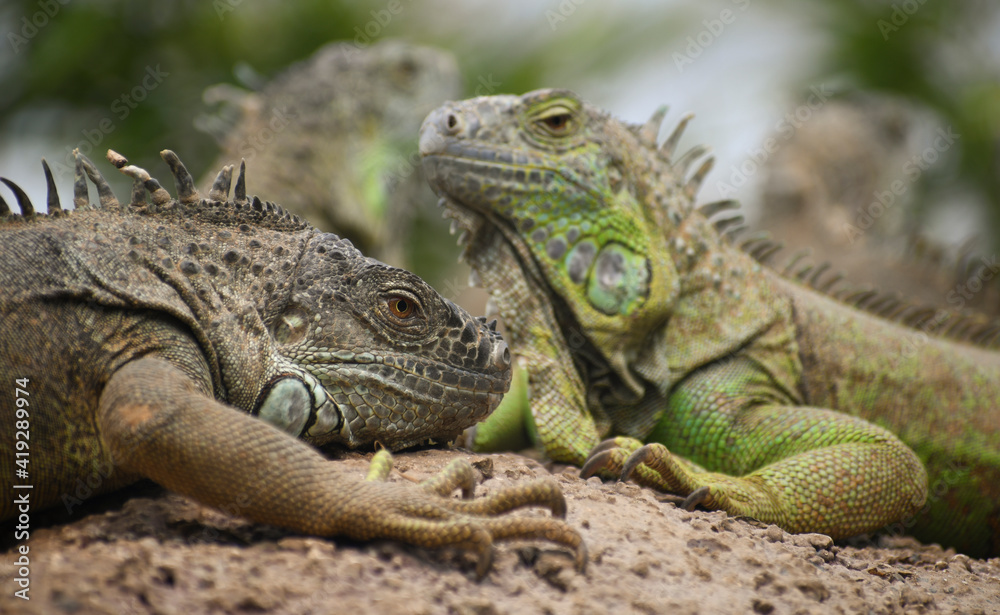 Iguana Mexicana del caribe mexicano Iguana Mexicana del caribe mexicano