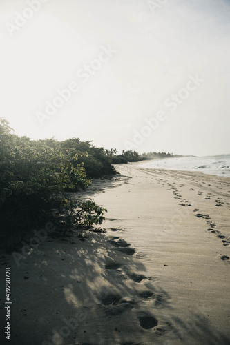 Forest in the Beach