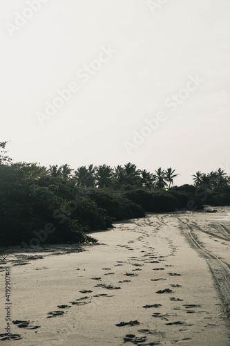 Forest in the Beach