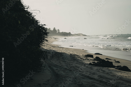 Forest in the Beach