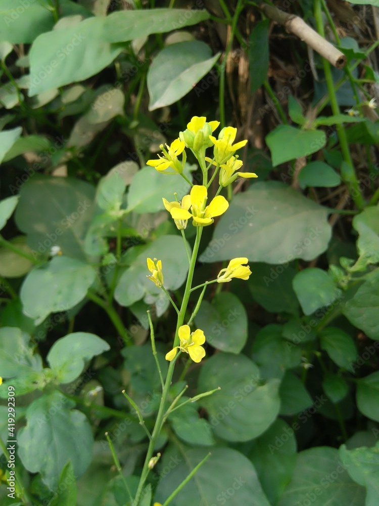 Yellow mustard flower Yellow mustard flower