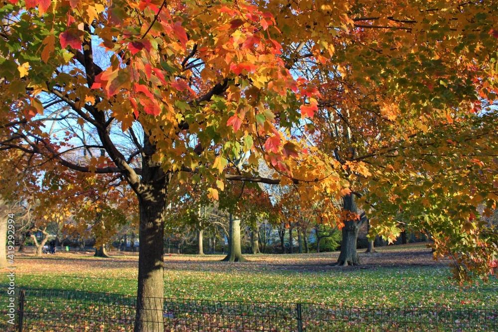 Red and Orange Maple tree during autumn, leaf peeping. Autumn in city of New York, Japan - 秋の風景 紅葉した楓 ニューヨーク Red and Orange Maple tree during autumn, leaf peeping. Autumn in city of New York, Japan - 秋の風景 紅葉した楓 ニューヨーク