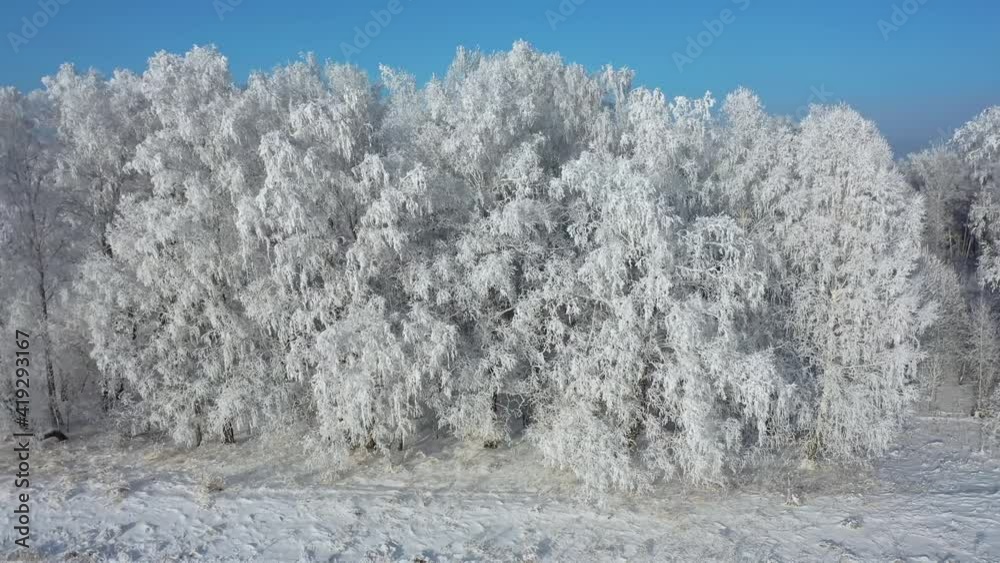 Aerial video view from sideways moving drone along birch forest under hoarfrost in winter season Aerial video view from sideways moving drone along birch forest under hoarfrost in winter season