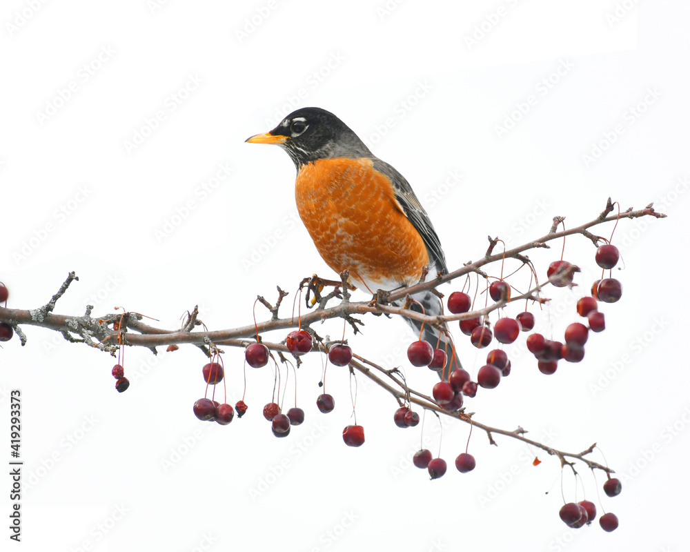 American robin bird on the tree branch with red fruit American robin bird on the tree branch with red fruit