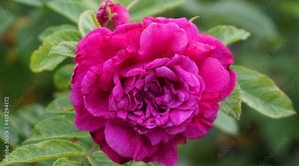 Irncredible beautiful and fragrant Rosa ubiginosa flower on green foliage background. The tea made from the hips of this rose is very popular as a healthy beverage. Irncredible beautiful and fragrant Rosa ubiginosa flower on green foliage background. The tea made from the hips of this rose is very popular as a healthy beverage.