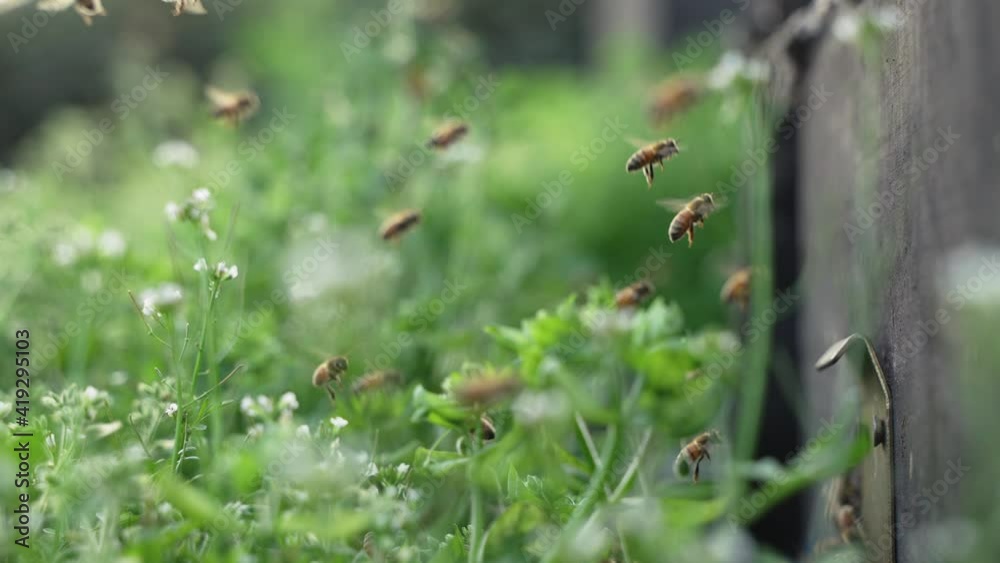 120 fps slow motion 4k clip of swarm of honey bees flying in spring field around beehive in the sunshine 120 fps slow motion 4k clip of swarm of honey bees flying in spring field around beehive in the sunshine