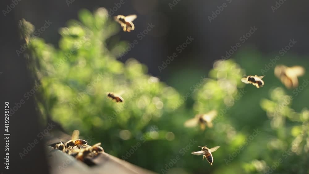 240 fps slow motion of swarm of honey bees flying in beautiful sunlight