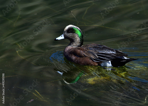 duck afloat