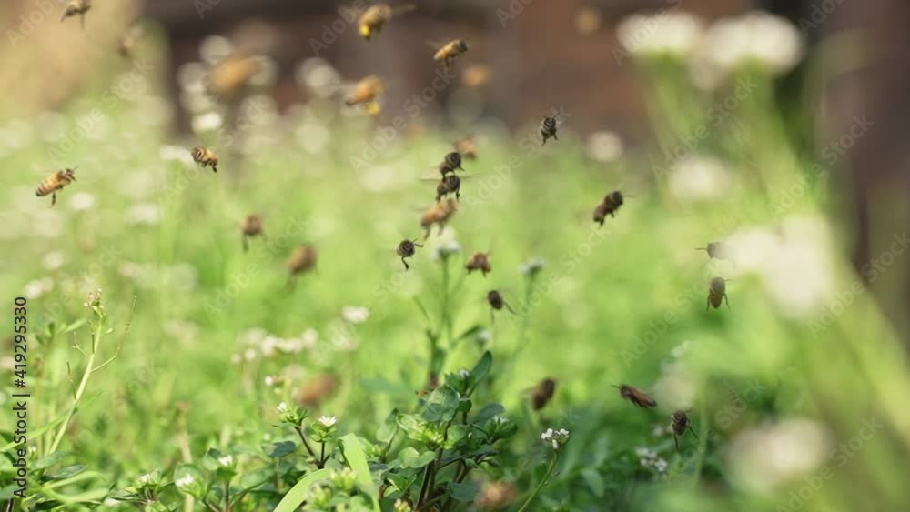 240 fps slow motion of swarm of honey bees flying in spring field around beehive in the sunshine 240 fps slow motion of swarm of honey bees flying in spring field around beehive in the sunshine