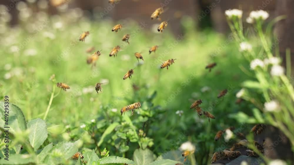 120 fps slow motion 4k clip of swarm of honey bees flying in spring field around beehive in the sunshine 120 fps slow motion 4k clip of swarm of honey bees flying in spring field around beehive in the sunshine