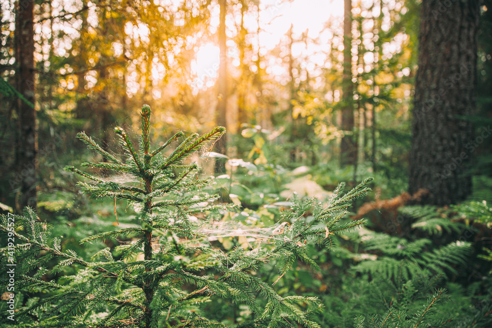 Obraz premium Spiders Web Hanging On Young Green Fir Tree In Forest During Sunny Summer Evening