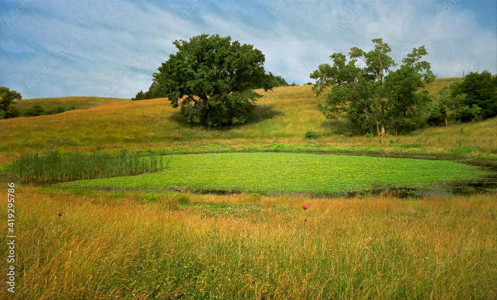A lily covered pond surrounded by golden grass in front of trees on a rolling hillside, near Rocehport, Missouri, 1993