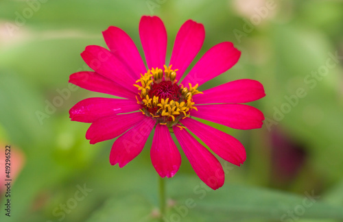 close up of Zinnia pink flower