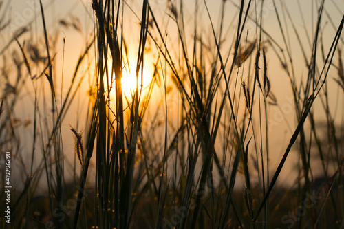 Blurred, landscape sunset on the grass, the natural beauty in the meadow.