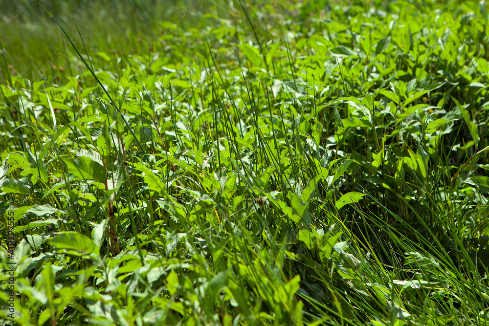 Grass in the sun