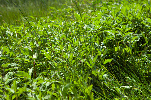 Grass in the sun