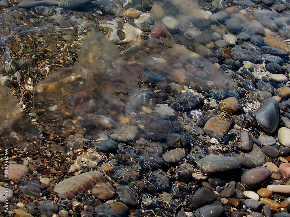 jellyfish and stones in the sea. water, sea, stones, rocks, stone, beach, pebbles, nature, river, pebble, coast, summer, texture, blue, wave, clear, lake, wet jellyfish and stones in the sea. water, sea, stones, rocks, stone, beach, pebbles, nature, river, pebble, coast, summer, texture, blue, wave, clear, lake, wet