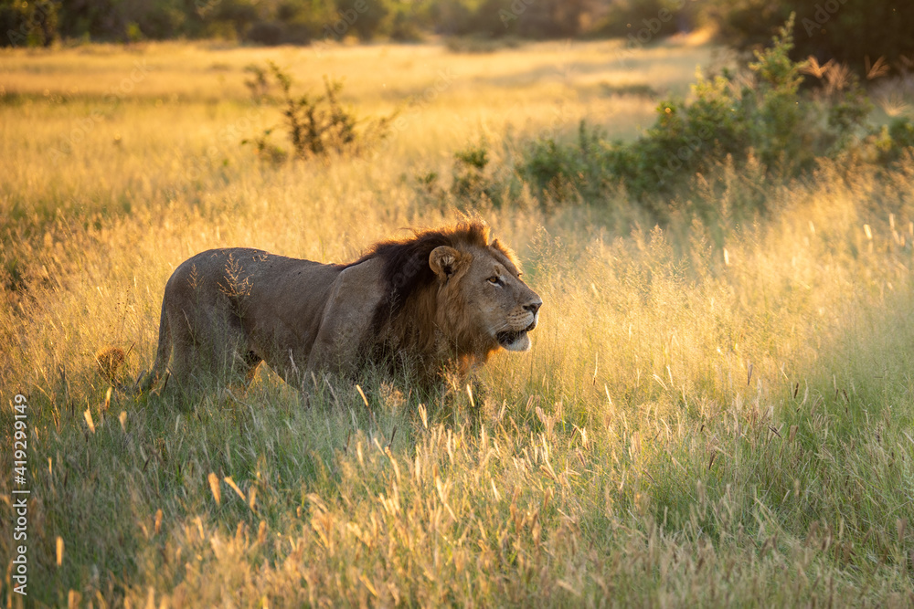 Beautiful Lion Caesar in the golden grass of Masai Mara, Kenya Beautiful Lion Caesar in the golden grass of Masai Mara, Kenya