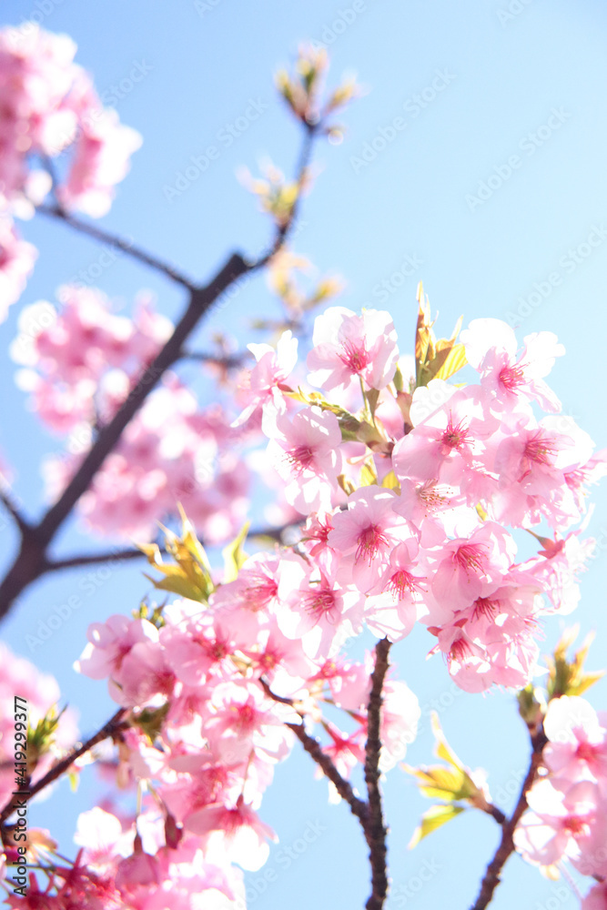 サクラ さくら きれい ピンク 花見 桜 美しい きれい かわいい 春 入学 卒業 