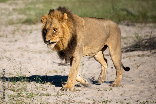 Beautiful Lion Caesar in the golden grass of Masai Mara  Kenya