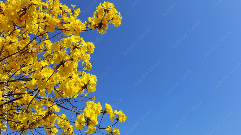 Obraz premium Bouquet of bright yellow flowers. Paraguayan Silver Trumpet Tree or Silver Trumpet Tree or Tree of Gold (Tabebuia argentea Britton) on a blue sky background with copy space. Selective focus