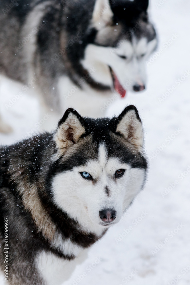 Portrait of a Siberian husky, friendship forever. Pet. Husky