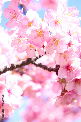 さくら サクラ 桜 満開 春 淡い 花見 穏やか かわいい きれい 入学 卒業 新生活